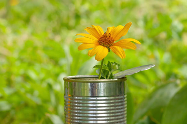 istock Yellow wild flower in an old tin can on a blurred green background with selective focus close-up. 1271568164