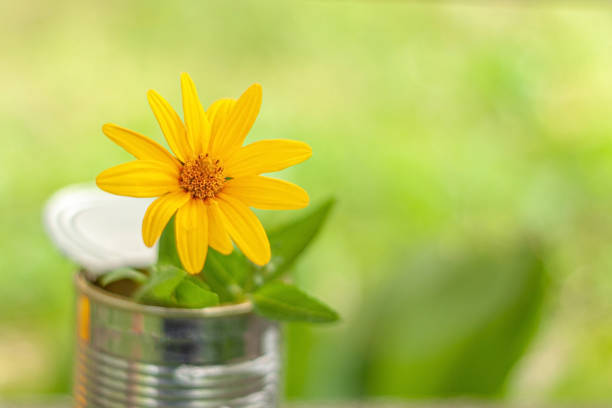 Yellow wild flower in an old tin can on a blurred green background with selective focus close-up with copy space. Blank for a postcard.
