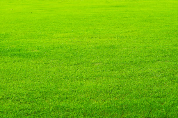 nature green grass in the field background. farm or garden and copy space using as background natural, rice agriculture landscape