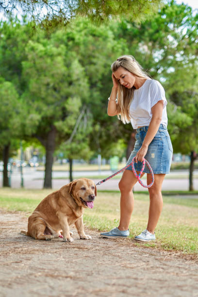 istock Woman training dog at the park 1271568472