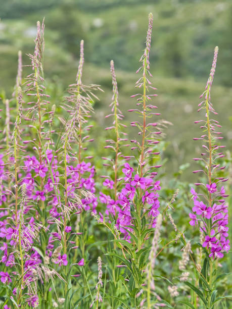 istock Willow florets during a mountain hike in Valle d'Aosta 1271568649