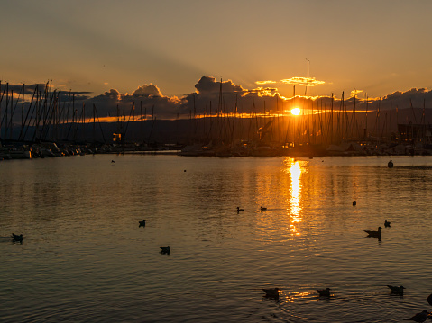 Birds flying and swimming in water at sunset. Seagull swimming in summer in Lake Geneva, Switzerland.