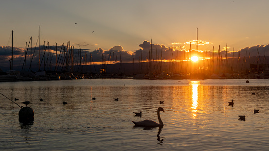 Birds flying and swimming in water at sunset. Seagull and swan swimming in summer in Lake Geneva, Switzerland.