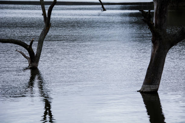 istock Old tree over a lake with dark water 1271569756