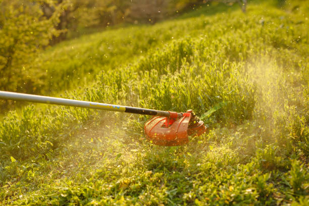 istock mowing trimmer - worker cutting grass in green yard at sunset 1271569810