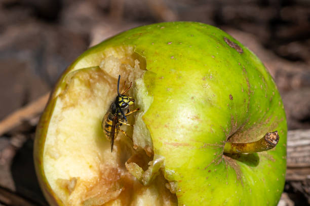 vespa jaqueta amarela comendo uma maçã descartada - rotting fruit wasp food - fotografias e filmes do acervo