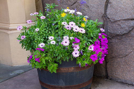Colorful viola (violet) flowers in flower pots at the entrance to the building. Street urban gardening with colorful flowering plants in a flower pot.