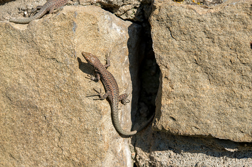 Rustic natural stone wall. A wall lizard (Podarcis muralis) climbs vertically up it.