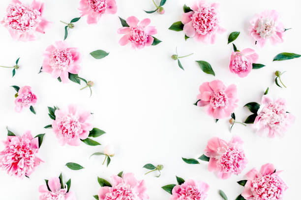 istock Frame of pink peony flowers with space for text on white background. Peony texture. Flat lay, top view 1271571267