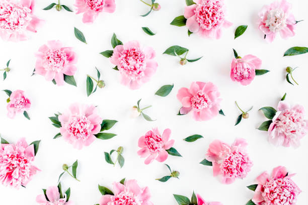 Pattern of pink peony flowers on white background. Peony texture. Flat lay, top view