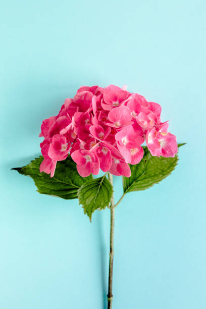 istock Pink hydrangea flower on the blue background. Flat lay, top view 1271572310