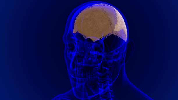 istock Human Skeleton Skull Parietal Bone Anatomy For Medical Concept 1271572507