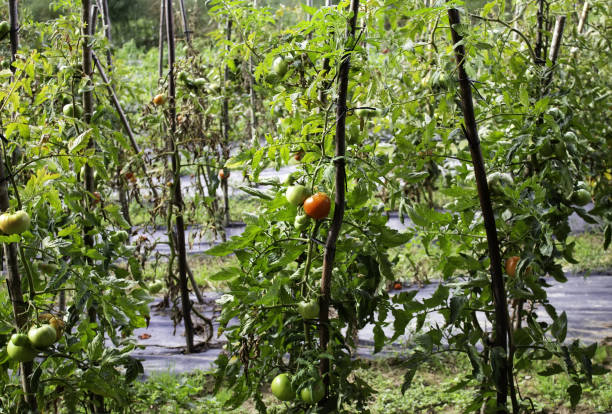 istock Organic tomato plantation 1271572699