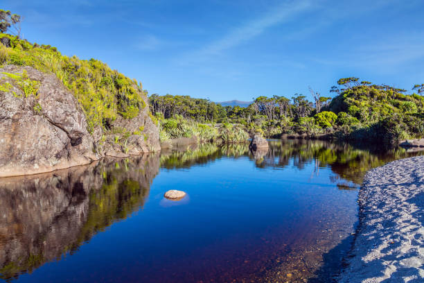 istock The overgrown shores 1271573598