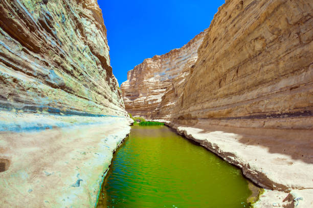 istock The Qing River in the Negev desert 1271573600