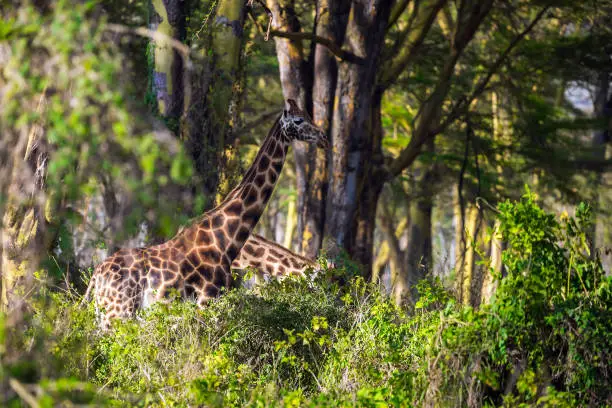 The giraffe is the tallest living mammal. Thr giraffe grazes among the thickets of desert acacia. Kenia. African savannah on the shores of Lake Nakuru