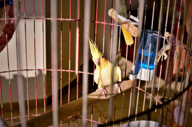 istock Nymphicus hollandicus watching from inside the cage 1271573661