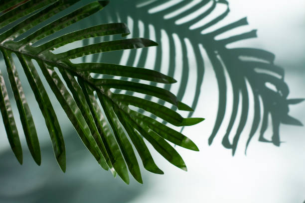 istock Hard shadows from a palm tree branch. Minimal tropical palm leaf plants summer concept template for your text or design 1271573796