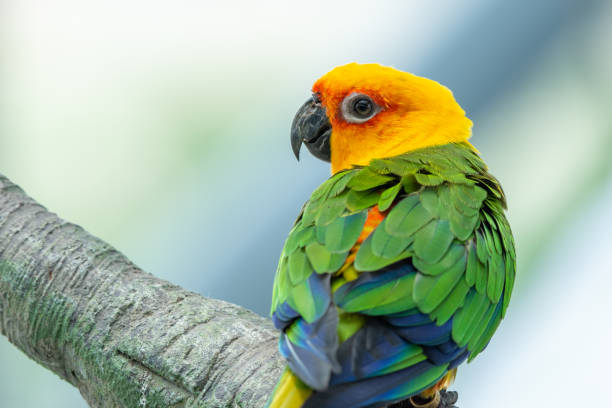 istock A Jenday Conure (Aratinga jandaya) perched in a tree, also known as jandaya parakeet is a small Neotropical bird found in northeastern Brazil. 1271574400