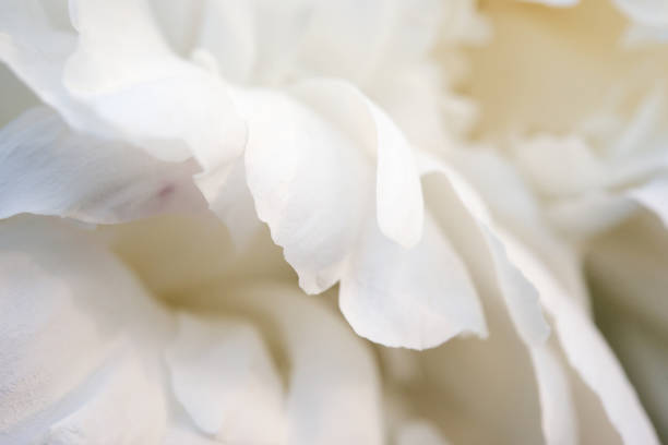 istock Petals of white peony close up. Background. 1271574912