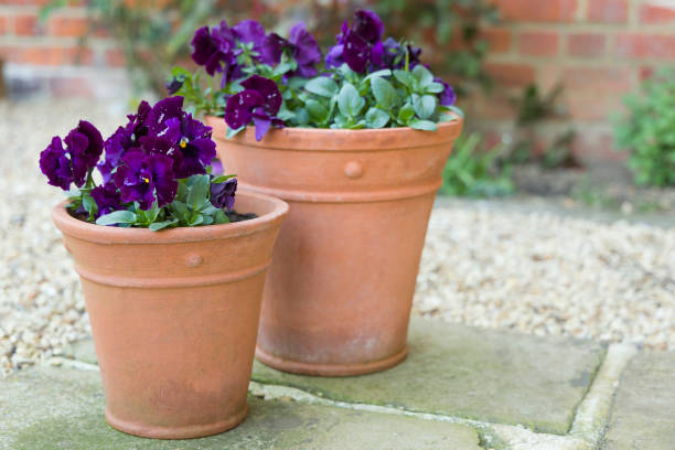 Pansy Ruffles, purple winter flowering pansies in garden pots Pansy flowers, purple pansies, winter to spring flowering Pansy Ruffles plants in garden pots on a patio, UK pansy photos stock pictures, royalty-free photos & images