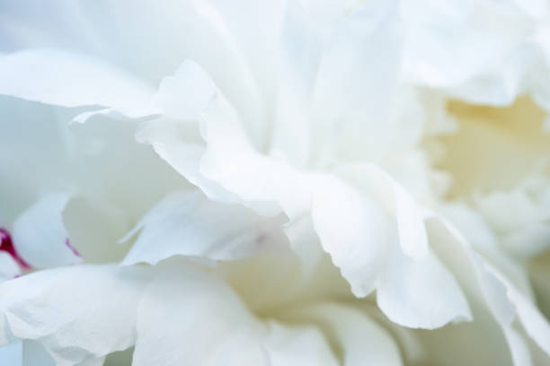 istock Petals of white peony close up. Background. 1271575540