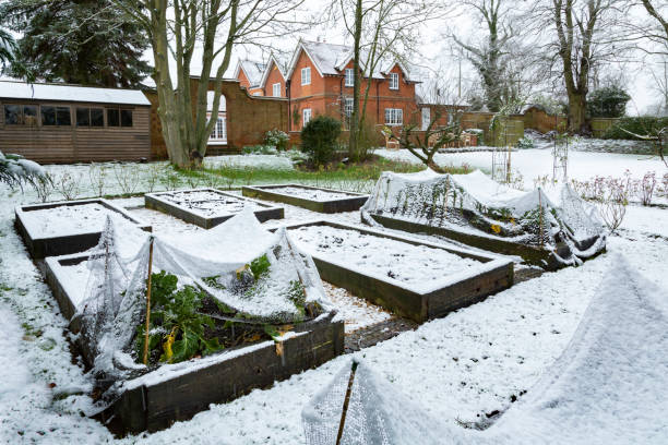 winter vegetable garden in snow, uk - non urban scene rural scene tree english culture imagens e fotografias de stock