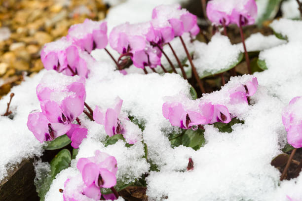 雪に覆われたシクラメンのコアム植物、英国