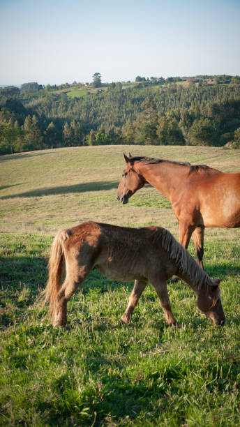 istock Horse and calf 1271576351