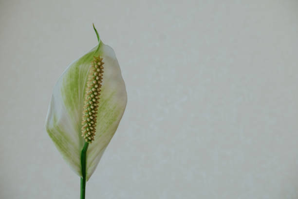 istock Spathiphyllum flower on a white background 1271576481