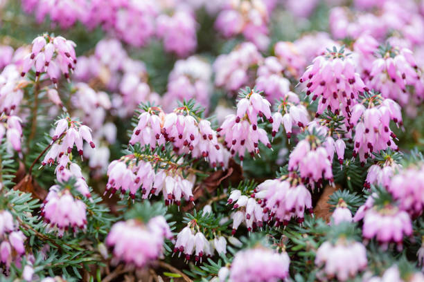ピンクのヘザーがクローズアップ、花の冬のヘザーの詳細 - winter close up nature macro ストックフォトと画像