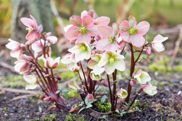 Helleborus niger, hellebore, Christmas rose Pink and white Christmas rose or hellebore, Helleborus niger plant growing in a garden, UK black hellebore stock pictures, royalty-free photos & images