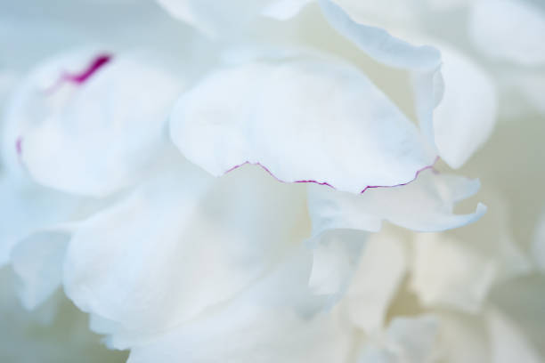 istock Petals of white peony close up. Background. 1271576642