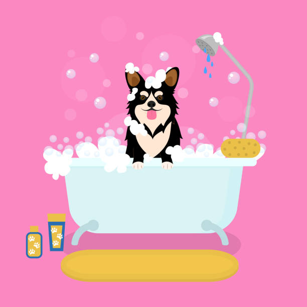 ilustrações de stock, clip art, desenhos animados e ícones de cartoon color dog in bath grooming services. vector - dog bathtub washing puppy