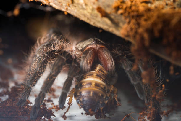 190+ Eating Tarantula Stock Photos, Pictures & Royalty Biology Diagrams