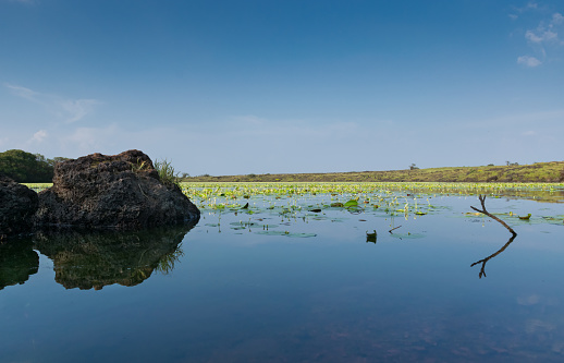 Panoramic view of beautiful Kaas lake at the top of Kaas plateau situated in Satara district of Maharashtra, India. The lake has a rock and many White Lotus flowers growing in the water