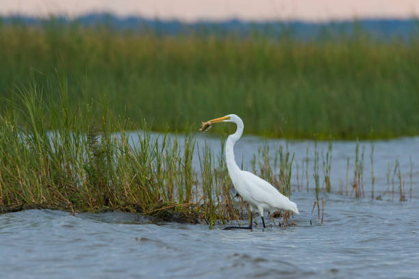 istock great egret fishing 1271578329