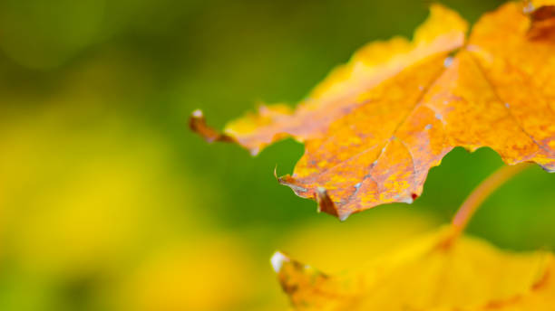 istock Autumn background with maple leaves. Autumn orange leaves over blurred background. Copy space 1271578396