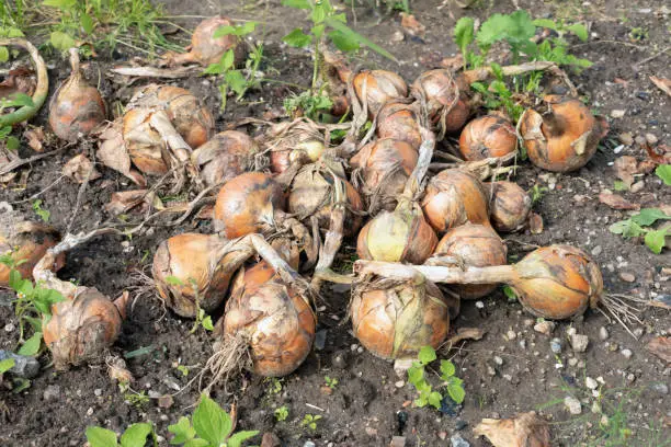 Photo of Dutch allotment garden in autumn with heap of harvested onions