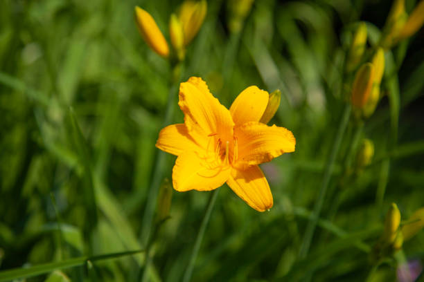 istock Beautiful flower in the garden. 1271578492