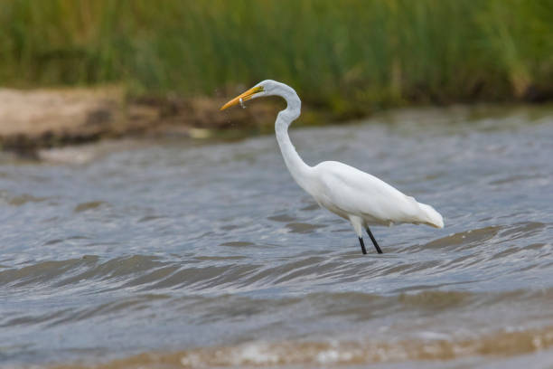 istock great egret fishing 1271579077