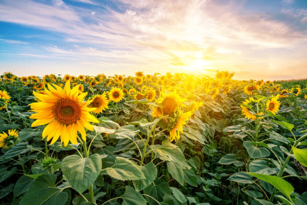 istock Sunflower field at sunset under bright sun 1271579167