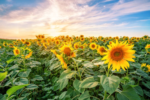 istock Sunflower field at sunset under dramatic sky 1271579260