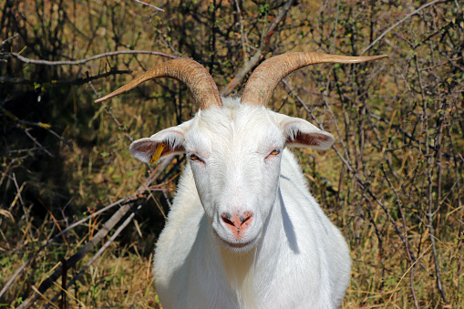 Standing brown-white goat with two small bells in side view on a meadow in spring