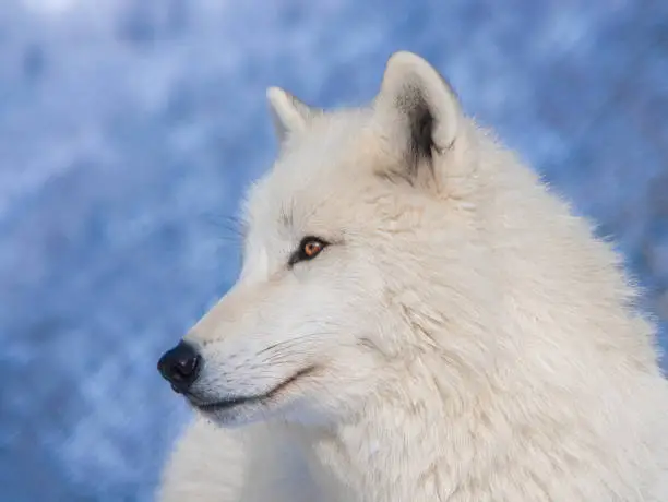 Portrait of a polar wolf on a blue background