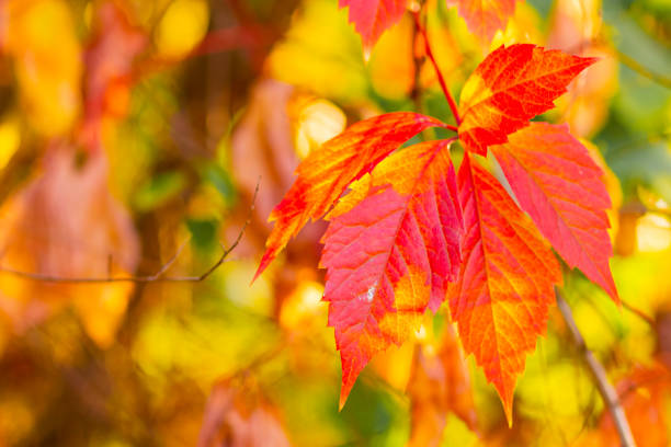 istock Red autumn leaves. Autumn nature background with bokeh. Copy space 1271580613