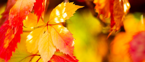 istock Red autumn leaves. Autumn nature background with bokeh. Copy space 1271580665