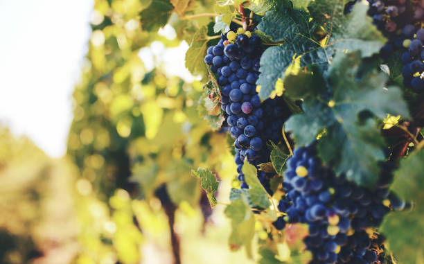 istock Bunches of ripe grapes on vine 1271580695
