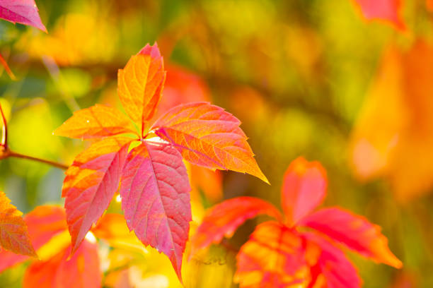 istock Red autumn leaves. Autumn nature background with bokeh. Copy space 1271580955