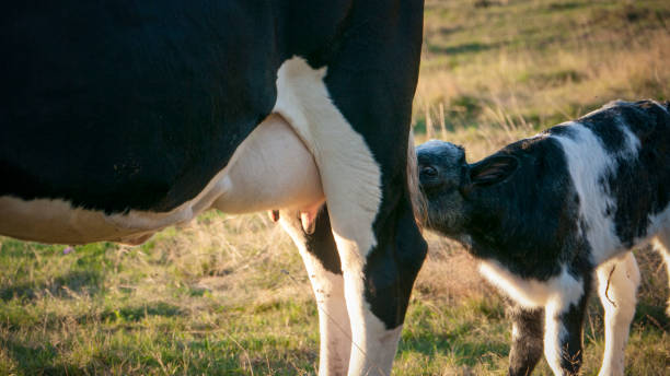 istock Little cow sucking 1271581235